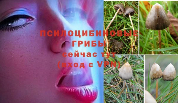 ГАЛЛЮЦИНОГЕННЫЕ ГРИБЫ Баксан