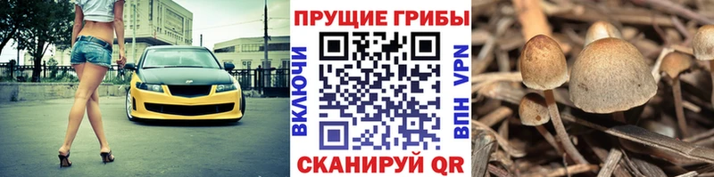 Псилоцибиновые грибы мицелий Купить Шиханы